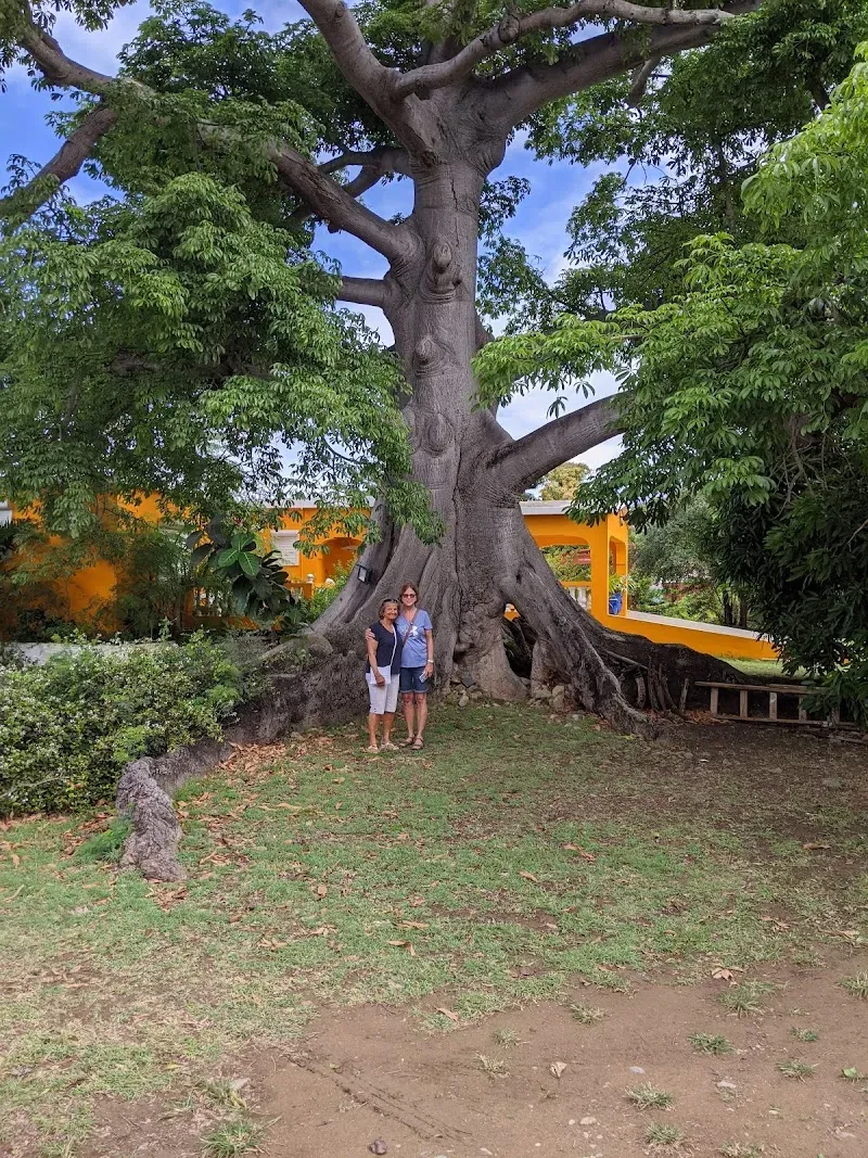 Silk Cotton Grove Art Gallery