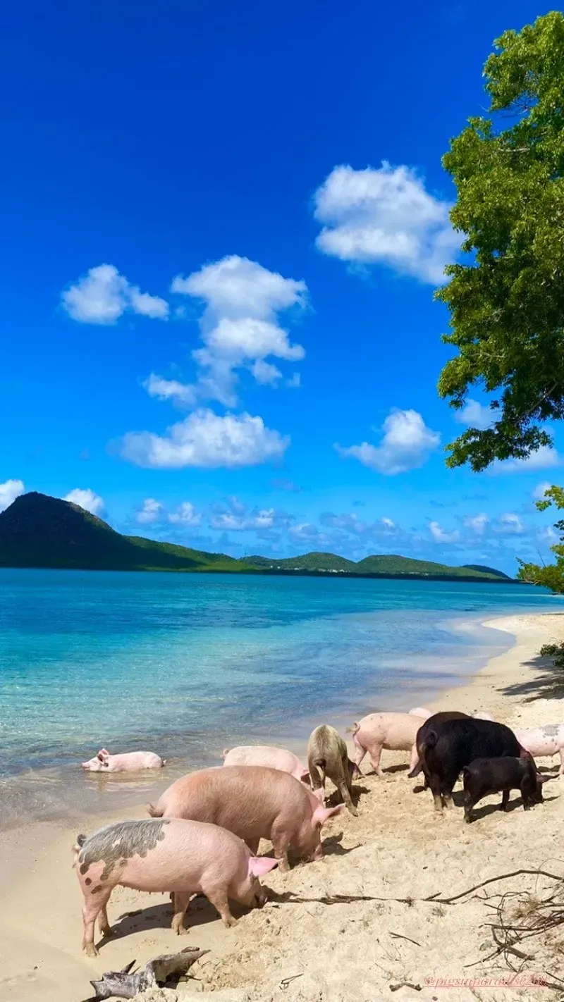Pig’s Paradise Antigua - Nature attraction in the Caribbean