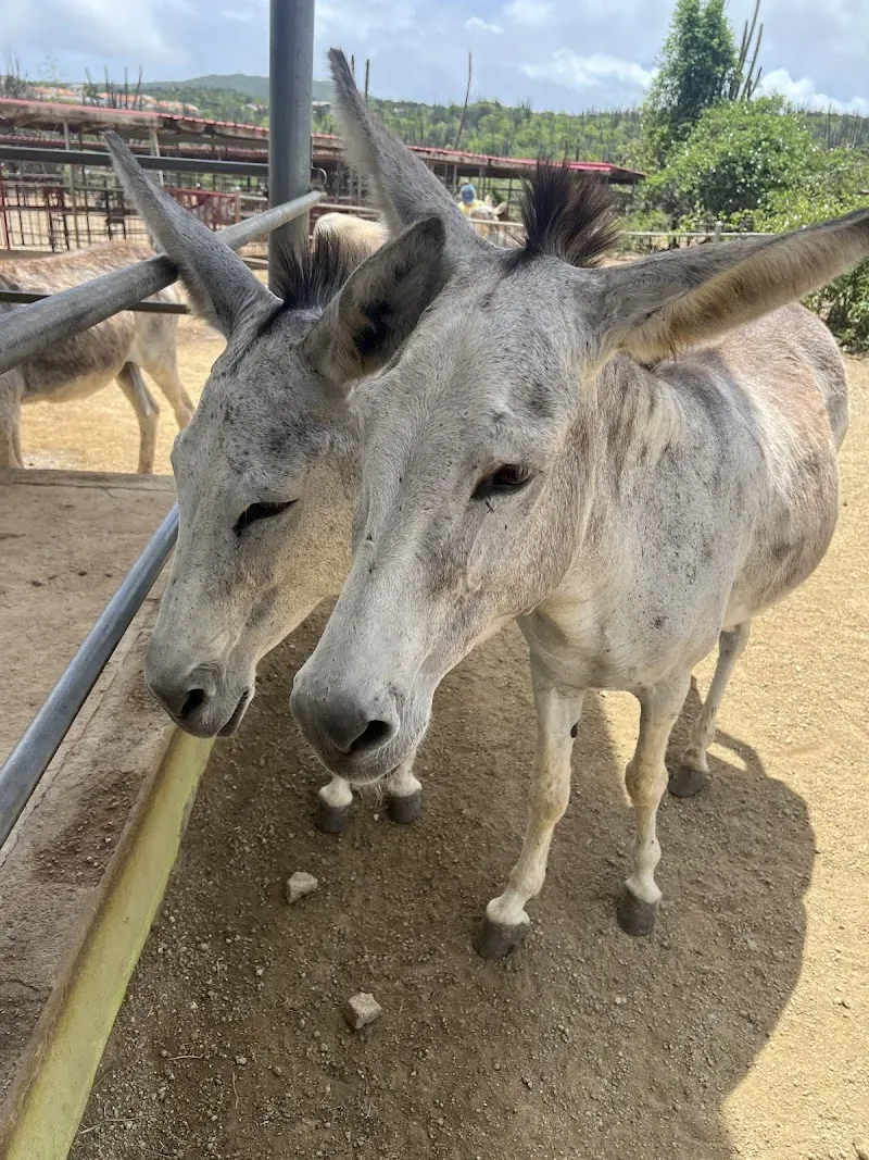 Donkey Sanctuary Aruba - Nature attraction in the Caribbean