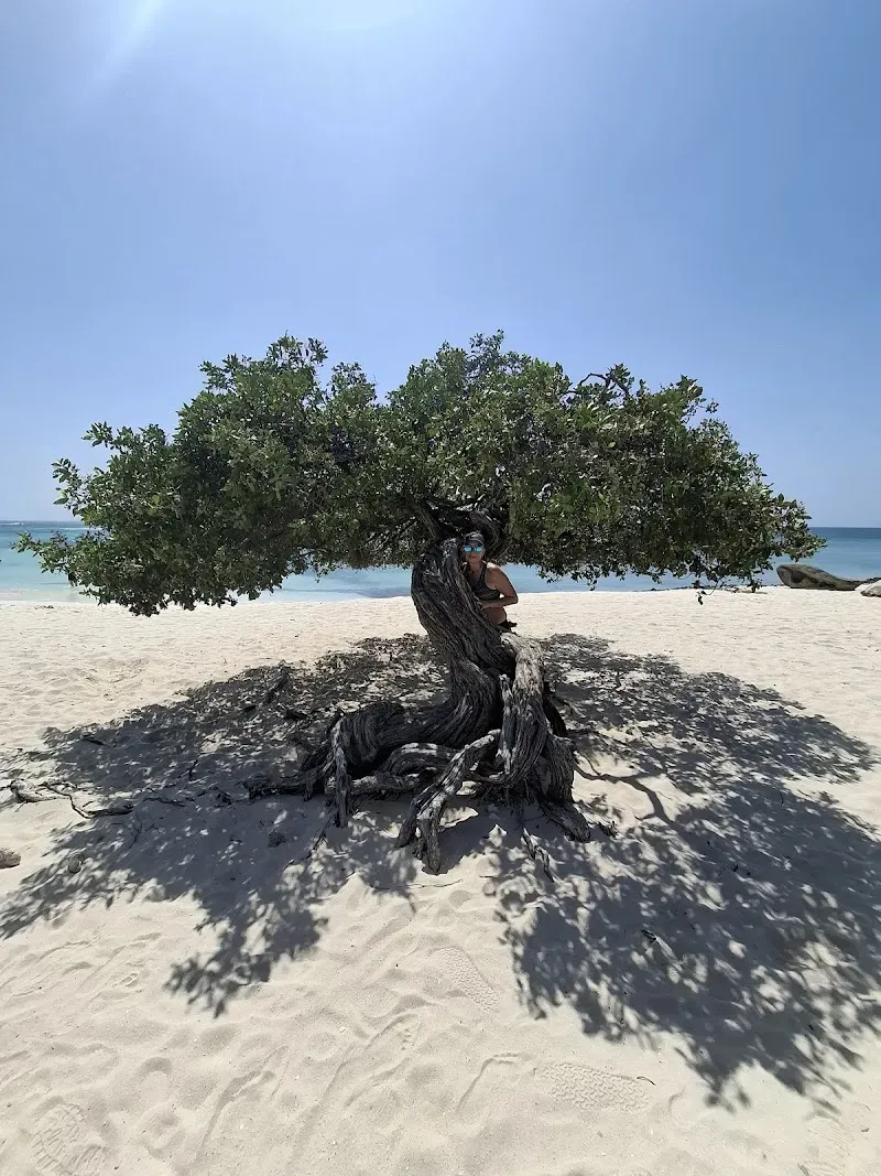 Fofoti Tree - Nature attraction in the Caribbean