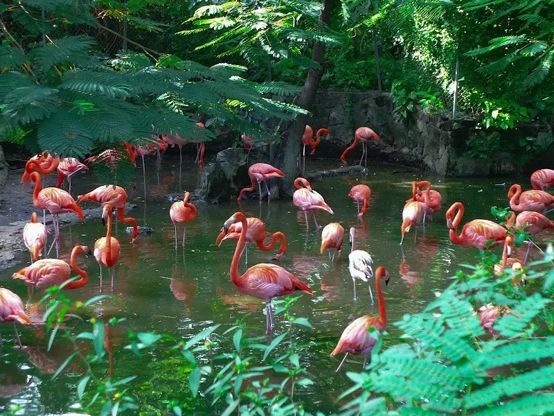 Ardastra Gardens & Wildlife Conservation Centre - Nature attraction in the Caribbean