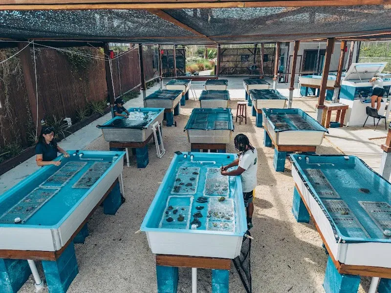 Coral Vita Grand Bahama Coral Farm - Nature attraction in the Caribbean