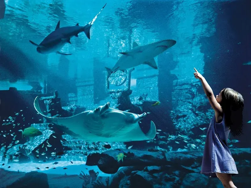 Marine Habitat At Atlantis - Marine attraction in the Caribbean