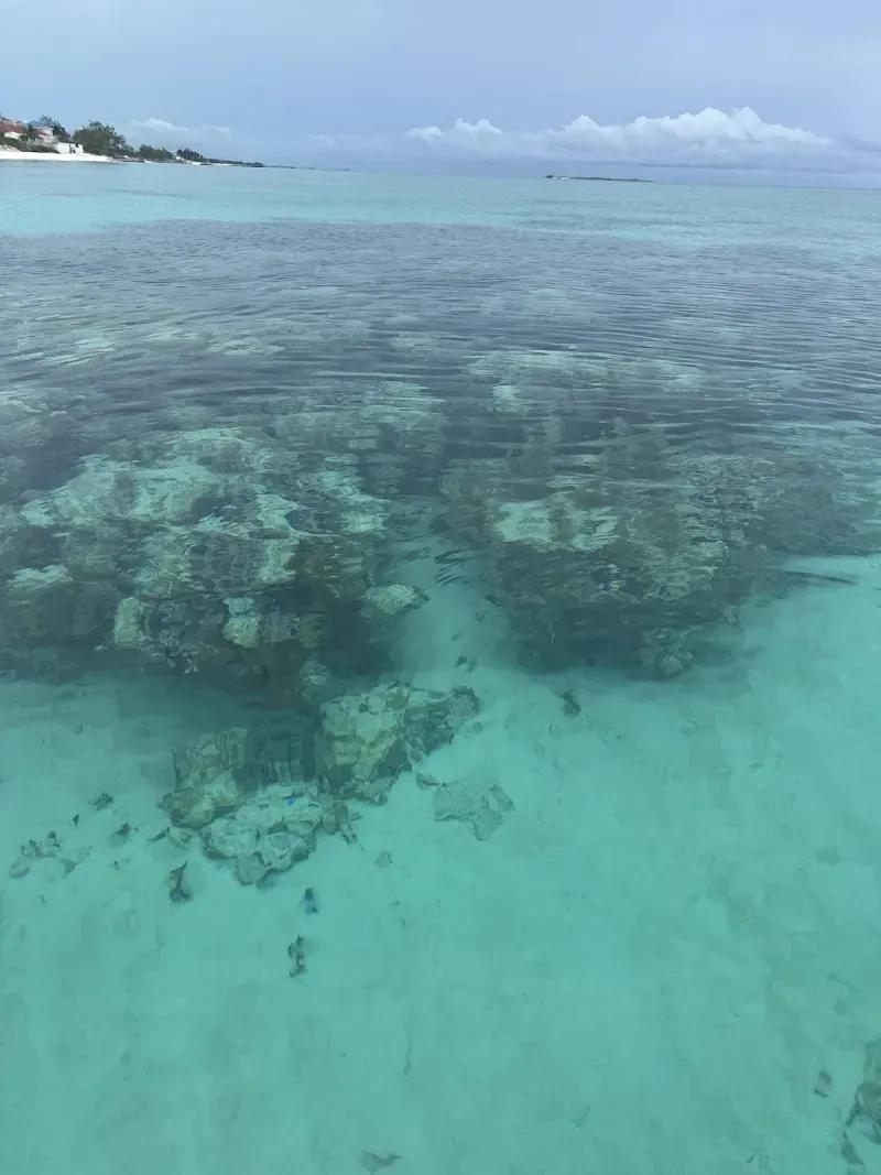 Schneider Herbert Reef