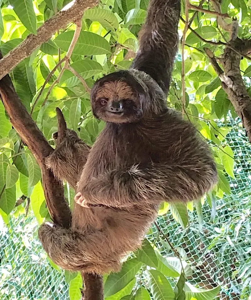AJ's Monkeys and Sloths - Nature attraction in the Caribbean