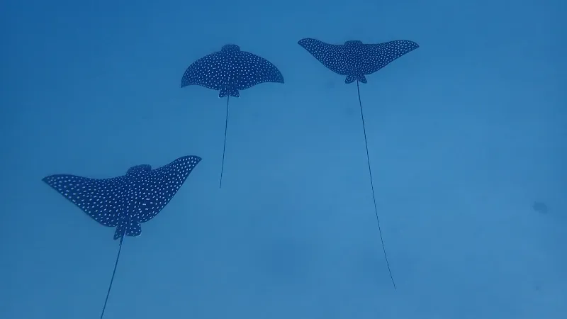 Arch's Iguana and Marine Park - Nature attraction in the Caribbean