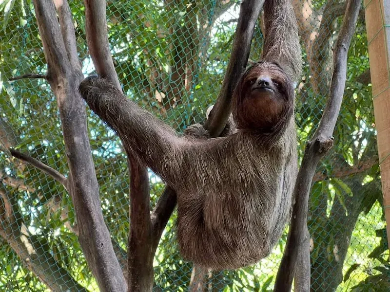Daniel Johnson's Monkey and Sloth Hang Out - Nature attraction in the Caribbean