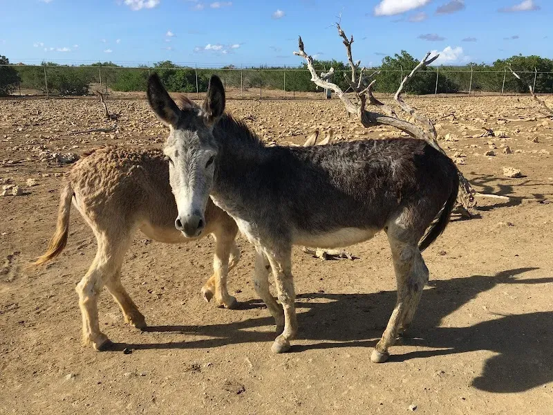 Donkey Sanctuary Bonaire - Nature attraction in the Caribbean