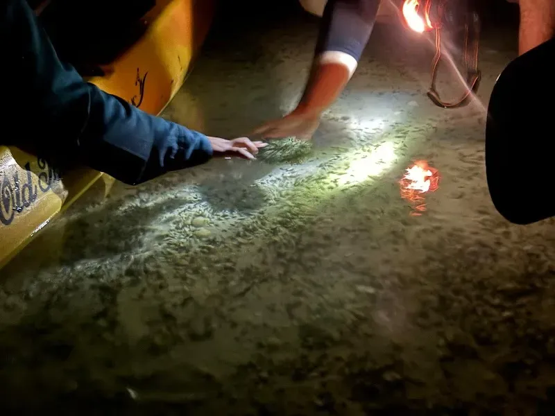 Cayman Kayaks Check In - Nature attraction in the Caribbean