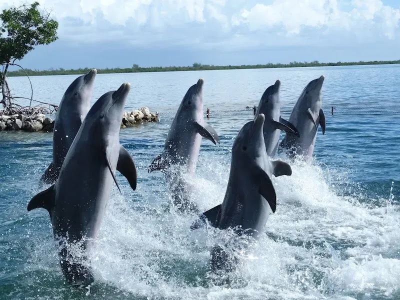 Dolphin Cove Cayman - Nature attraction in the Caribbean