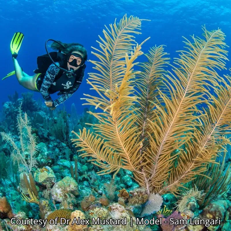 Little Bluff Reef - Dive Site - Nature attraction in the Caribbean
