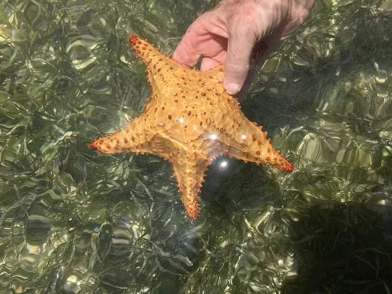 Starfish Point - Nature attraction in the Caribbean