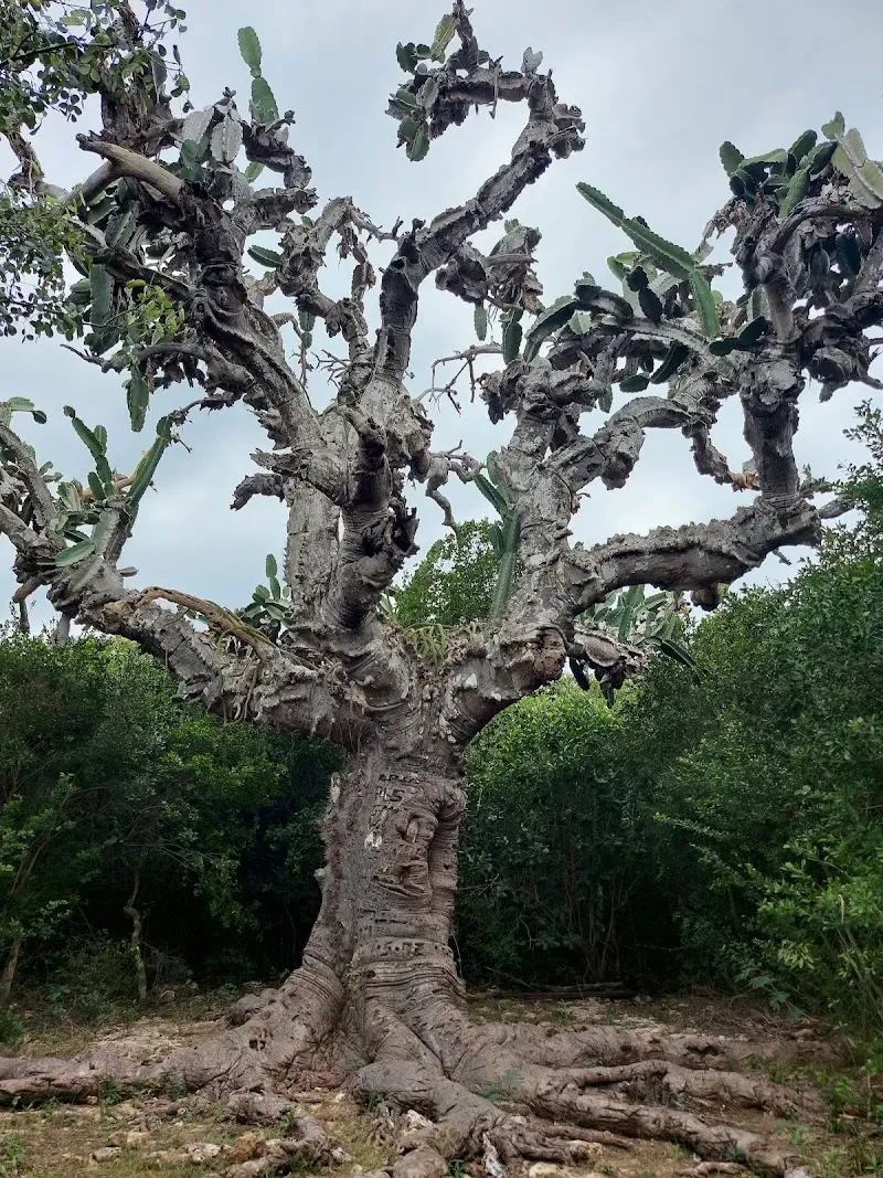 Cactus Gigante - Nature attraction in the Caribbean