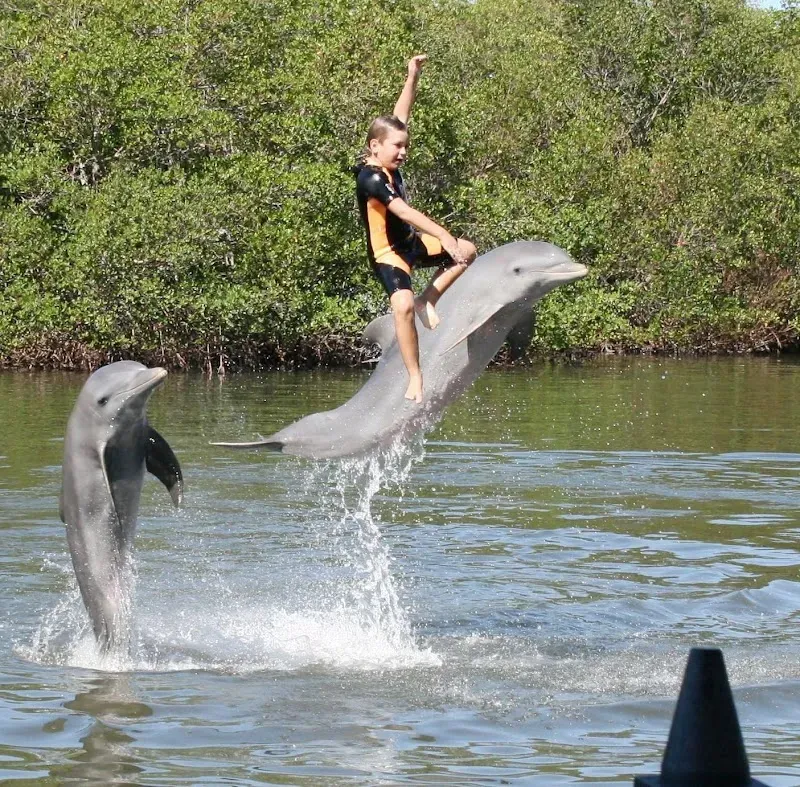 Varadero Dolphinarium - Nature attraction in the Caribbean