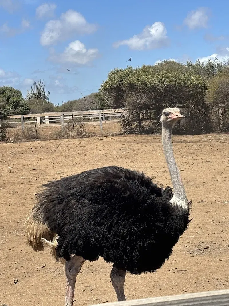 Curaçao Ostrich Farm - Nature attraction in the Caribbean