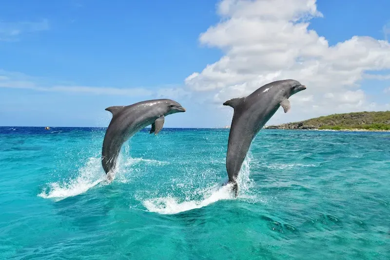 Dolphin Academy Curacao - Nature attraction in the Caribbean