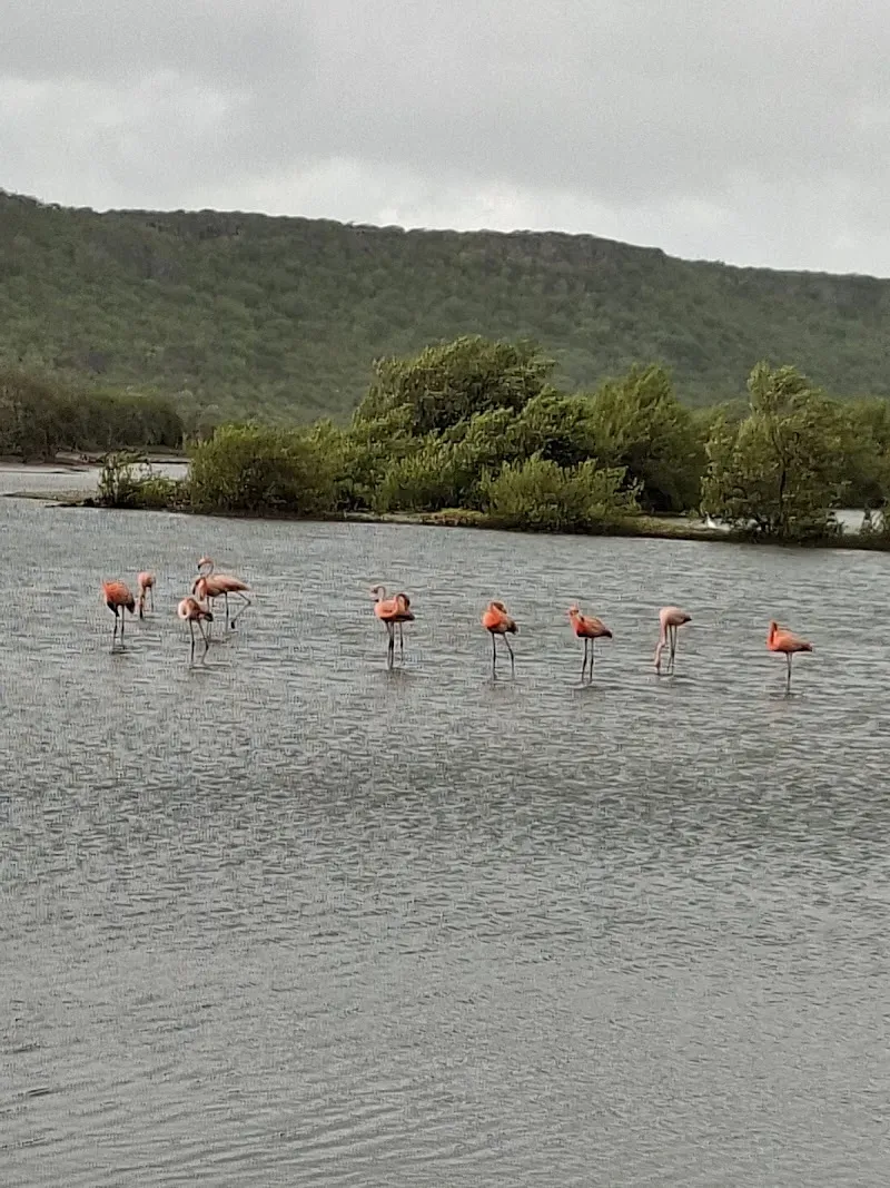Flamingo Observatietoren Sint Willibrordus - Nature attraction in the Caribbean