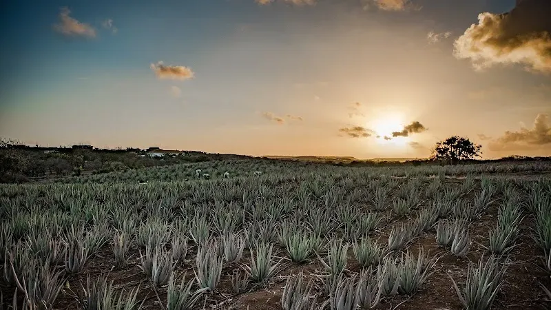 The Aloe Vera Farm Curaçao - Nature attraction in the Caribbean