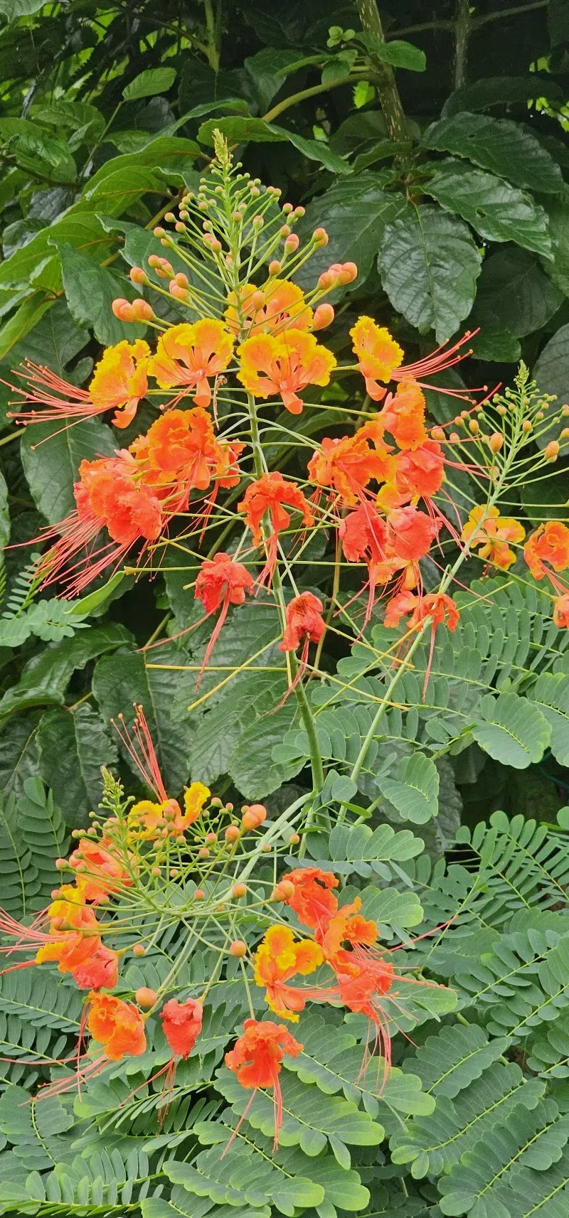Dominica Botanic Gardens - Nature attraction in the Caribbean