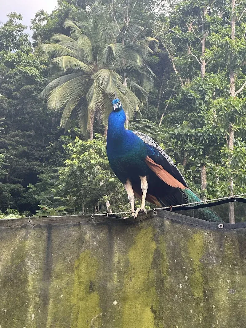 Paradise Valley Garden Nursery