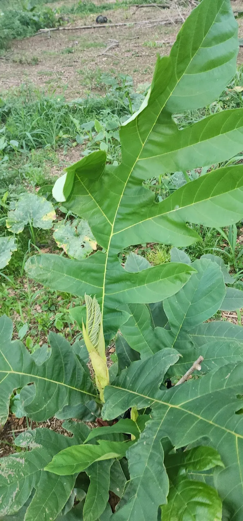 Soma Garden Dominica - Nature attraction in the Caribbean