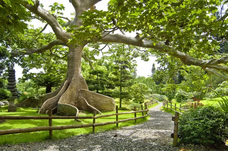 National Botanical Garden Dr. Rafael María Moscoso - Nature attraction in the Caribbean