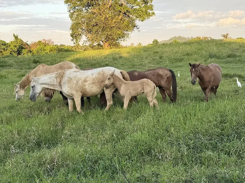 Rancho Sol Naciente - Nature attraction in the Caribbean