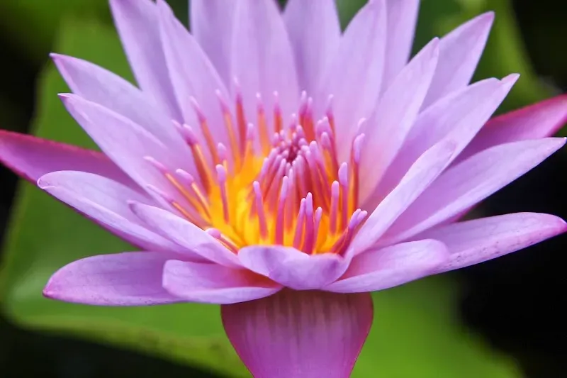 Palm Tree Gardens - Nature attraction in the Caribbean