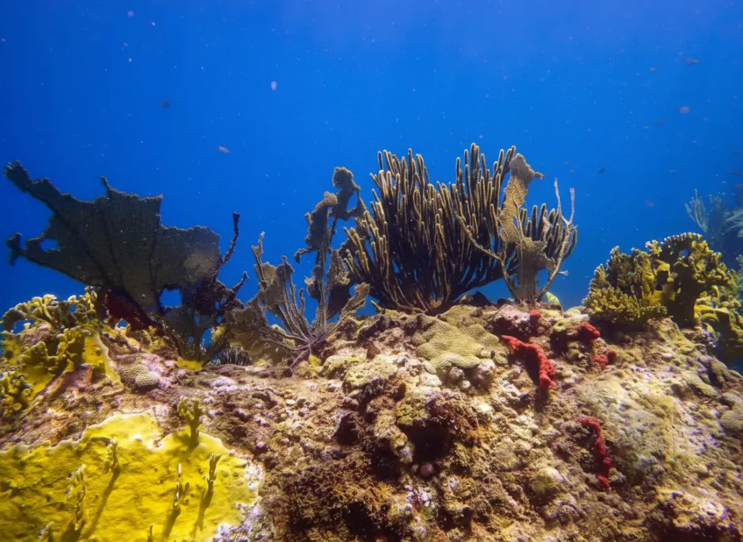 Réserve Cousteau - Marine attraction in the Caribbean