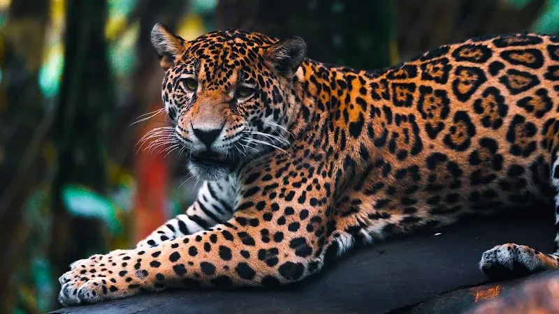 Zoo de Guadeloupe au Parc des Mamelles