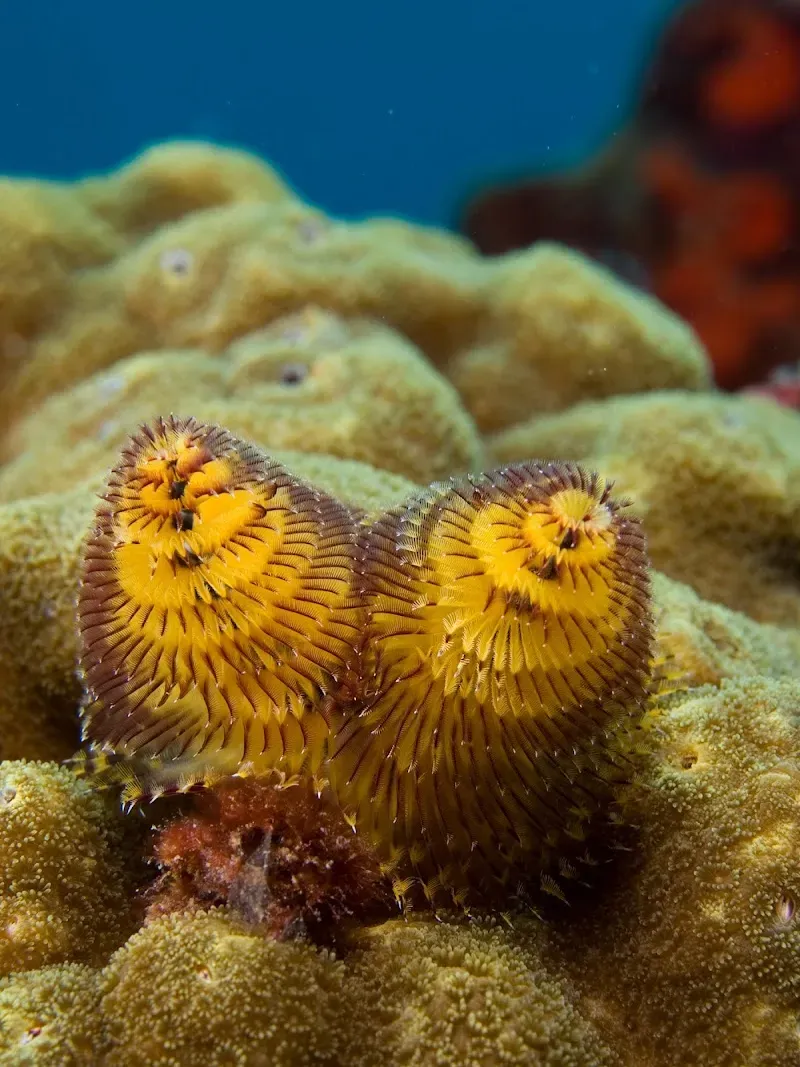 Isla Amiga Reef - Nature attraction in the Caribbean