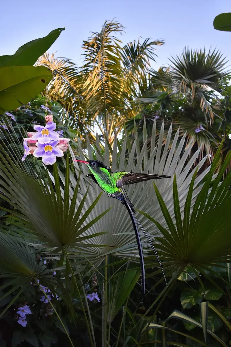 Barney's Botanical Garden Jamaica - Nature attraction in the Caribbean