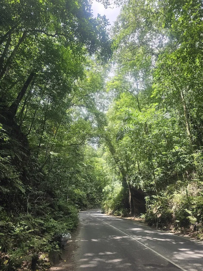 Fern Gully - Nature attraction in the Caribbean