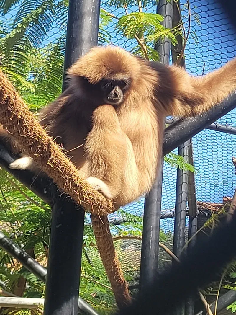Hope Zoo Preservation Foundation - Nature attraction in the Caribbean