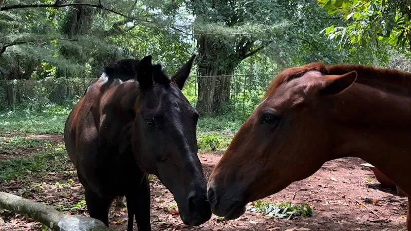 Portland Jamaica Horseback Riding & Watersports - Nature attraction in the Caribbean