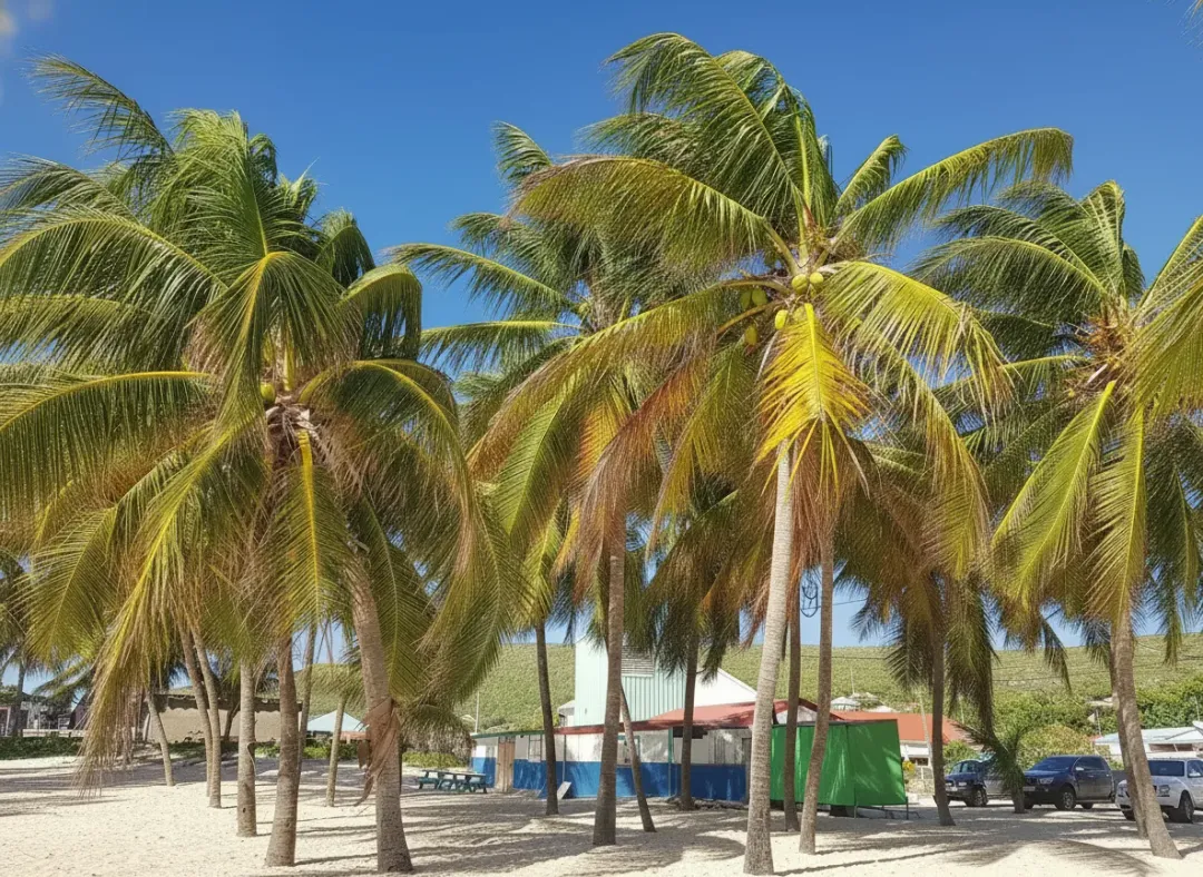 Plage de Fifi - Beach attraction in the Caribbean