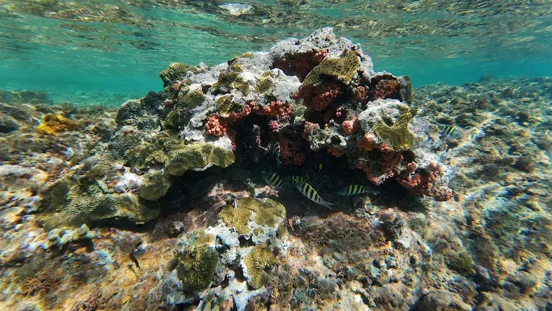 Super spot de snorkeling