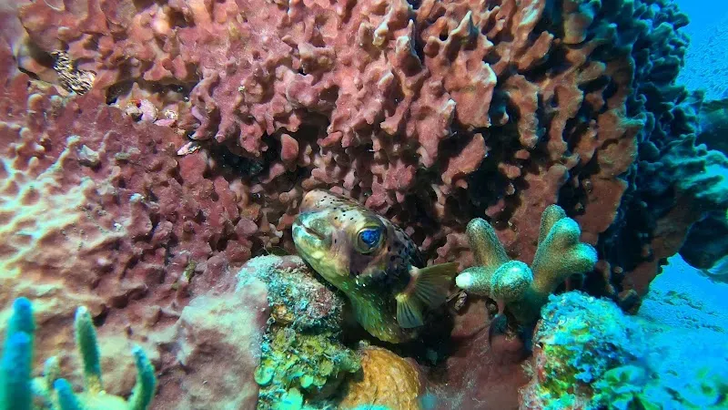 STENAPA Reef - Dive Site - Nature attraction in the Caribbean