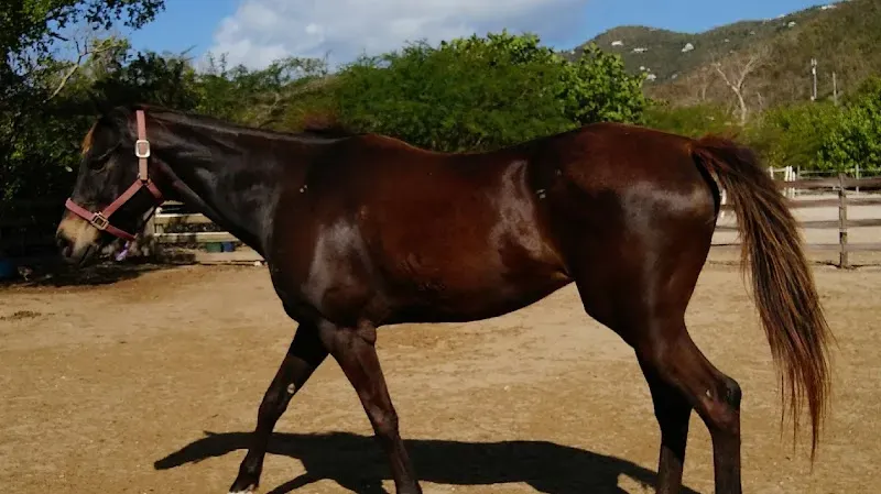 Carolina Corral - Nature attraction in the Caribbean