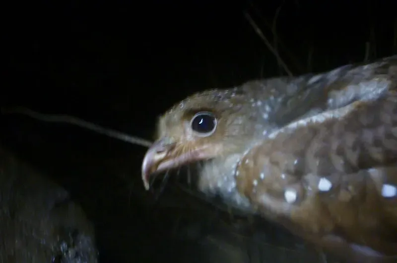 Cumaca Cave - Nature attraction in the Caribbean