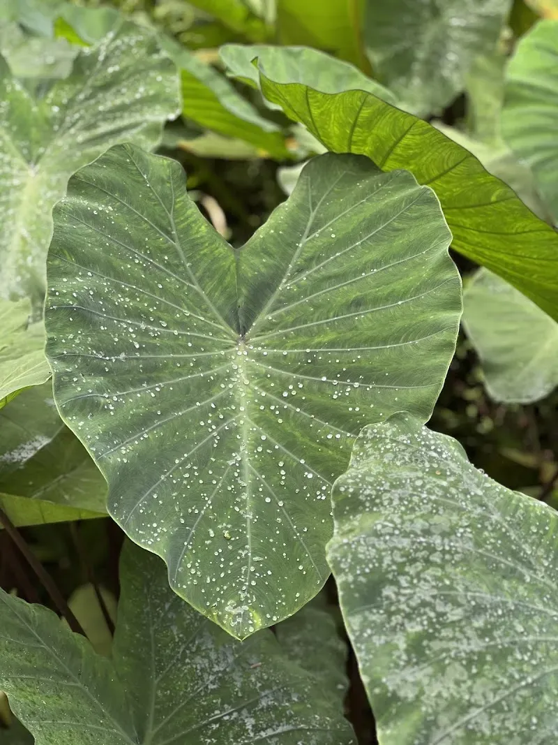 The ILE Park Experience