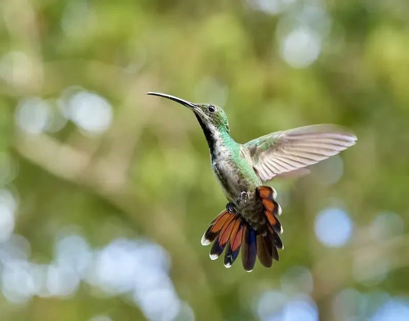 Yerettê - Home of the Hummingbird - Nature attraction in the Caribbean