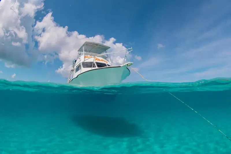 Dive Provo - Nature attraction in the Caribbean