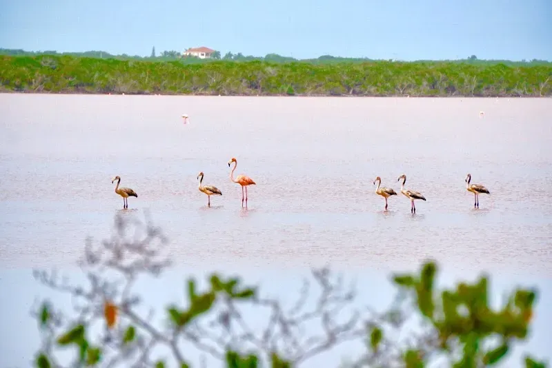 Flamingo Pond Overlook - Nature attraction in the Caribbean