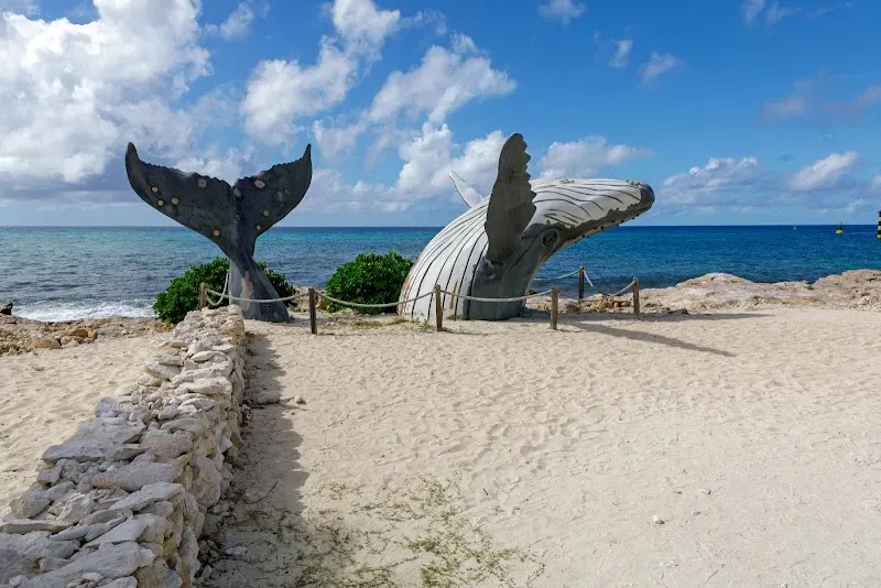 Grand Turk Whale - Nature attraction in the Caribbean