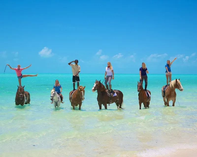 Provo Ponies - Nature attraction in the Caribbean