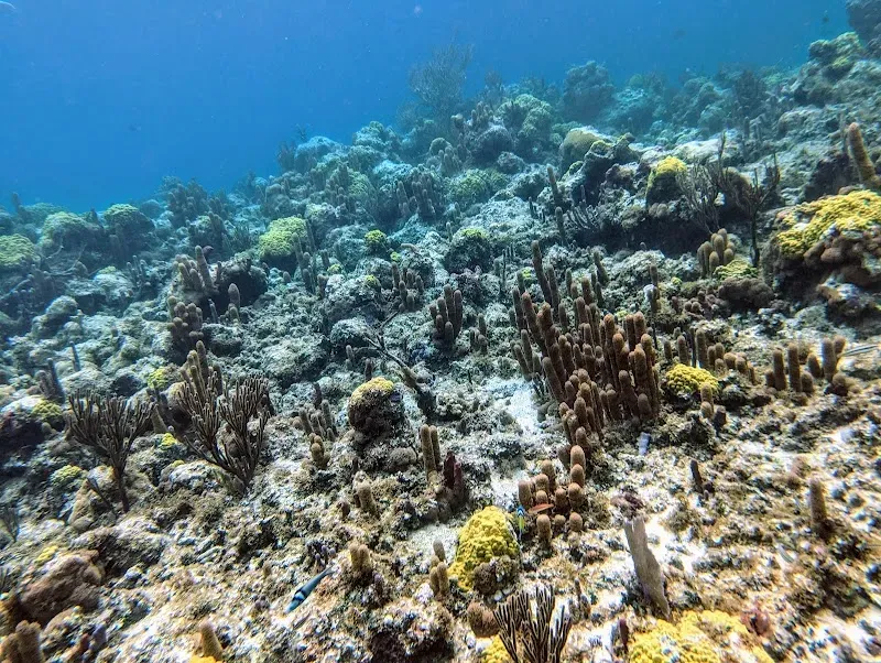 Smith’s Reef - Nature attraction in the Caribbean
