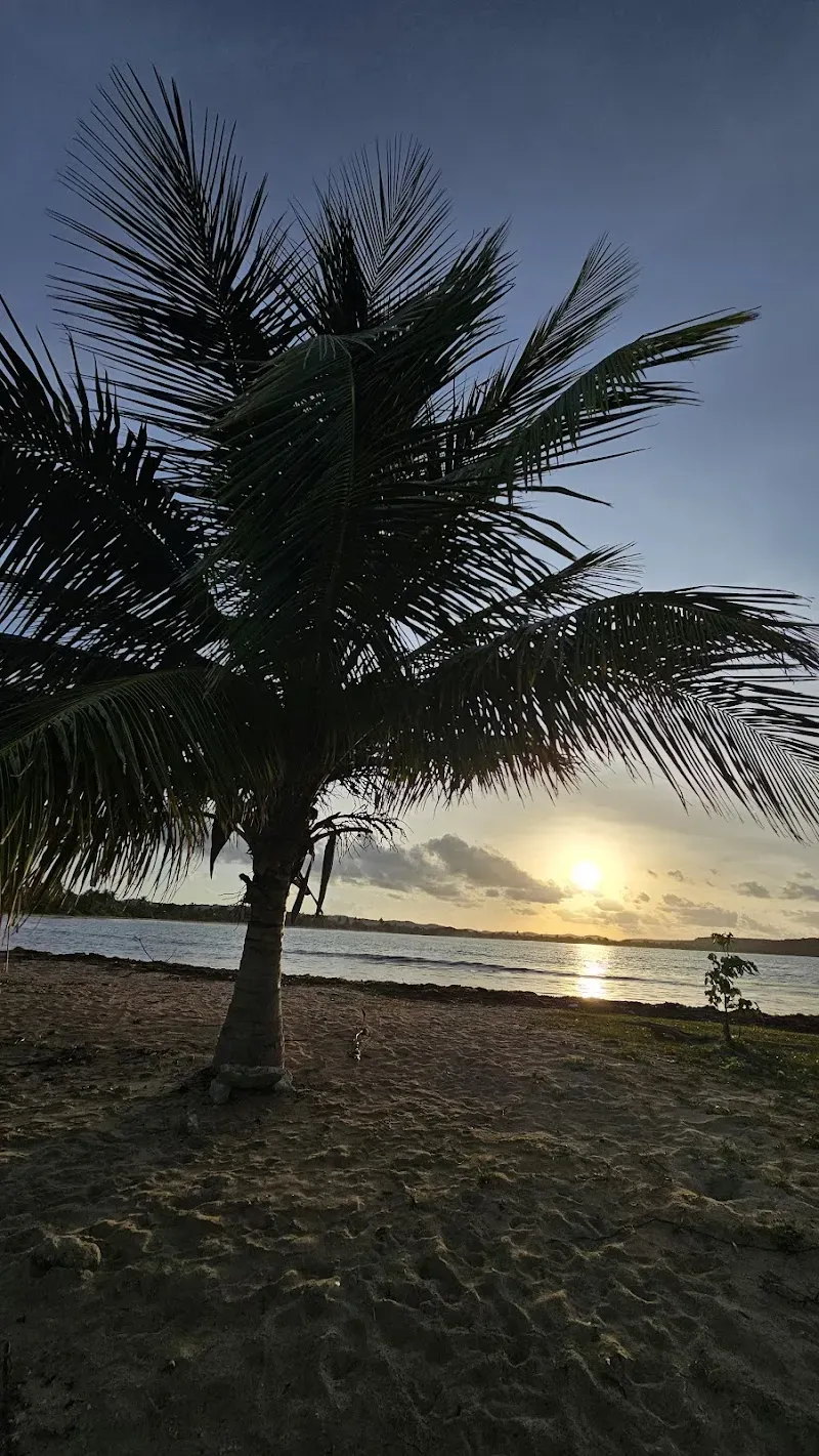 Epic Sunset Palm Tree