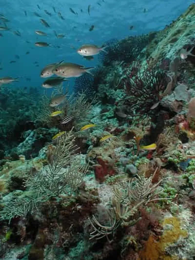 Saint Lucia - Scuba Diving Discovery for Non-Certified Divers