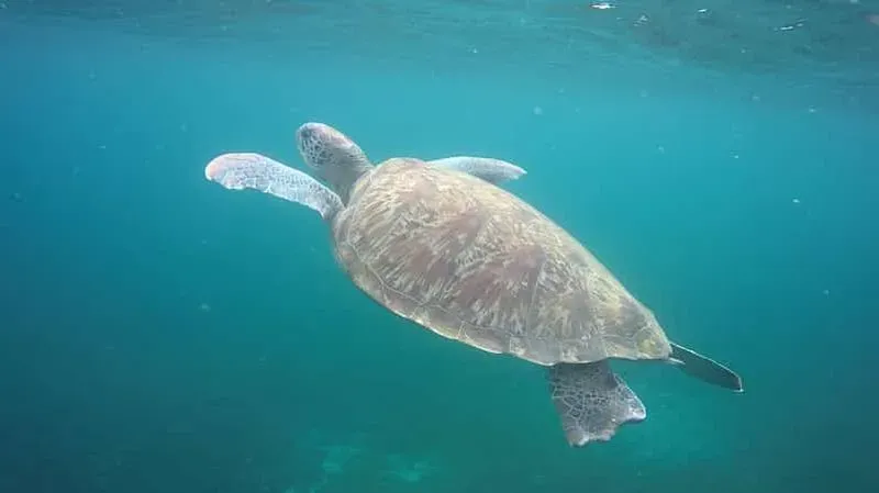 Martinique: Cruise and snorkeling with turtles, fish and corals